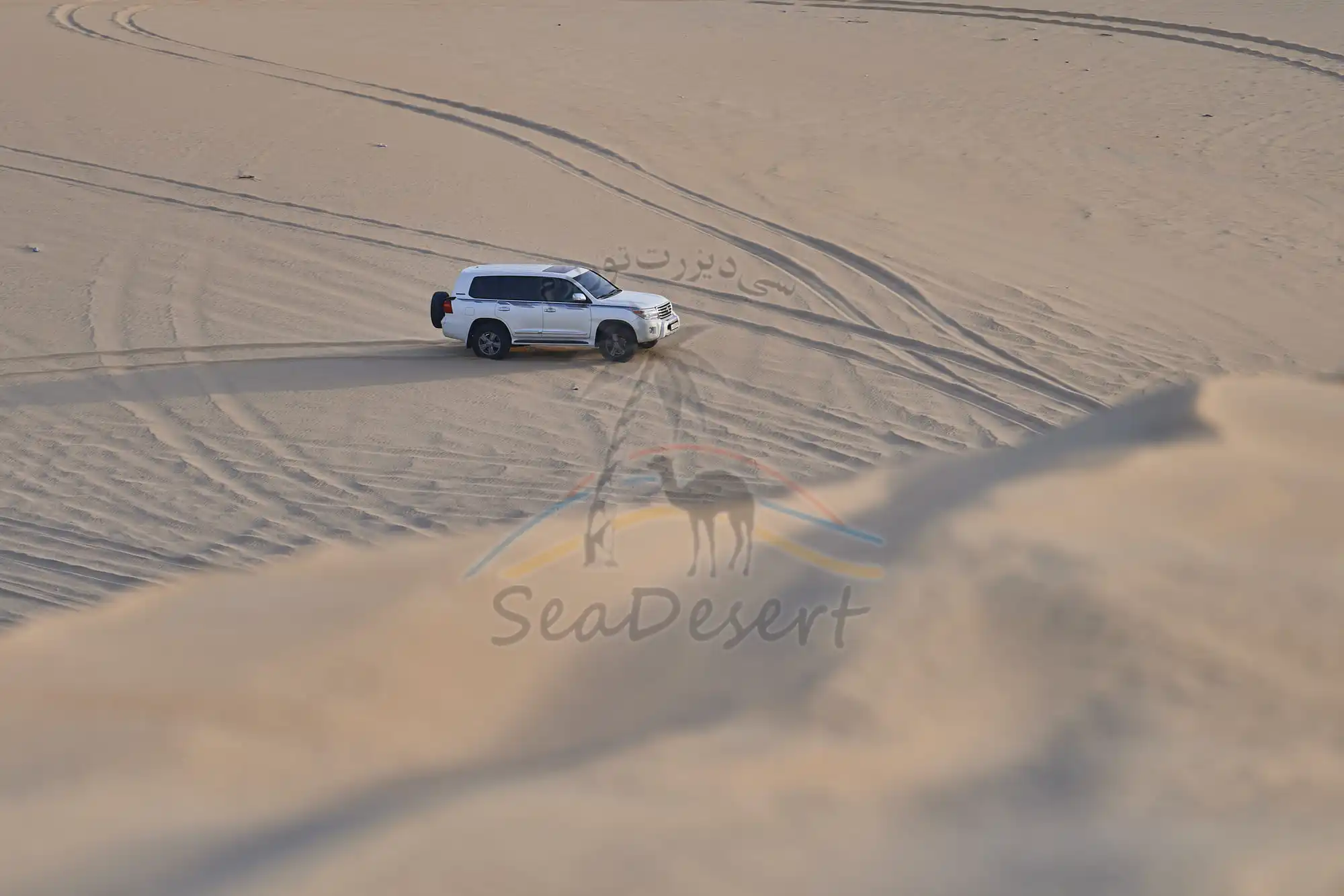 Full Day Desert Safari Tour