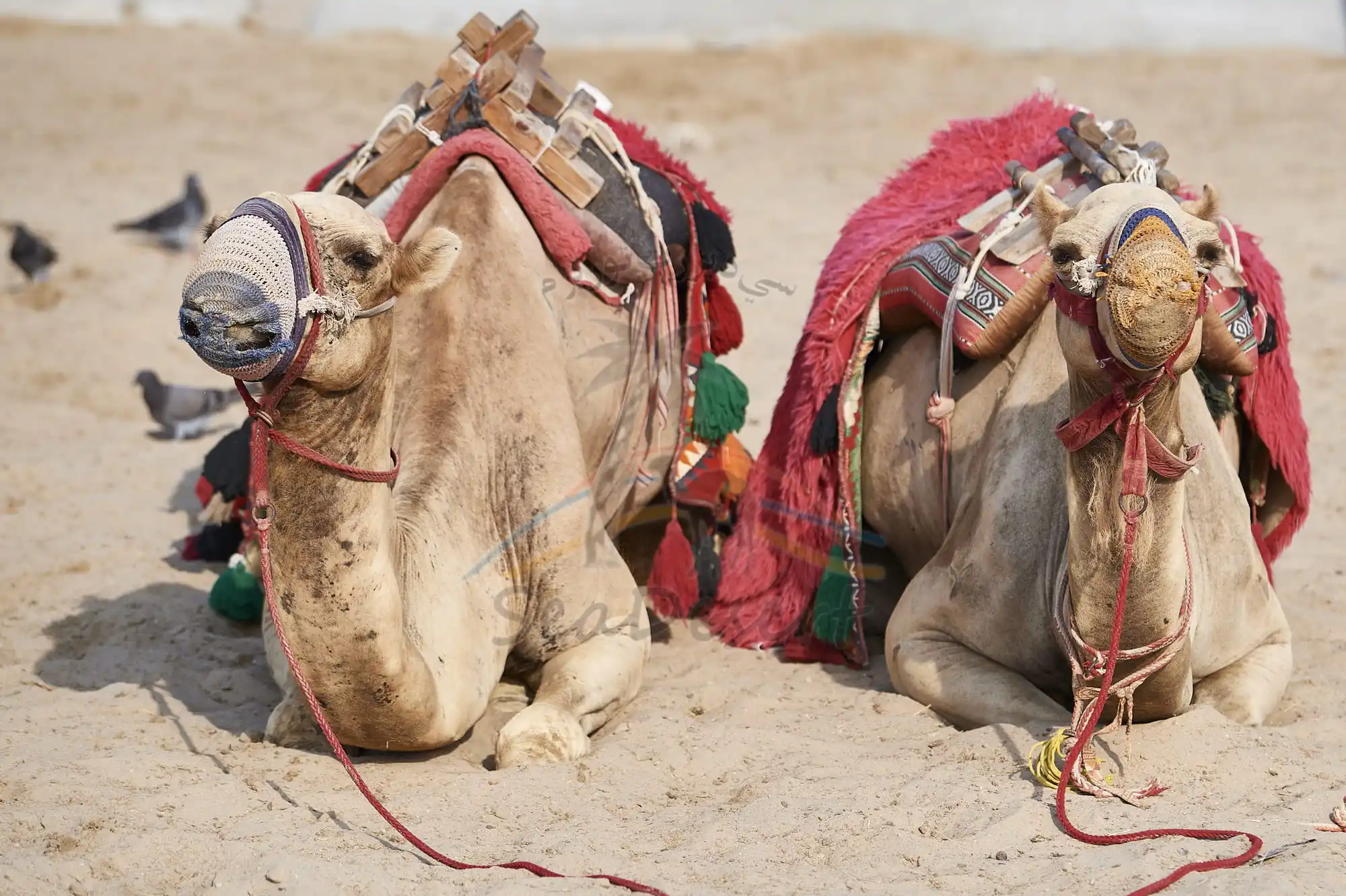 Half Day Desert Safari Tour